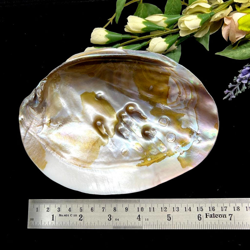 Abalone shell (1 pc)