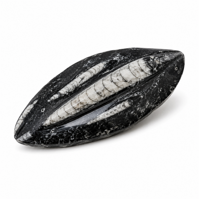 Orthoceras