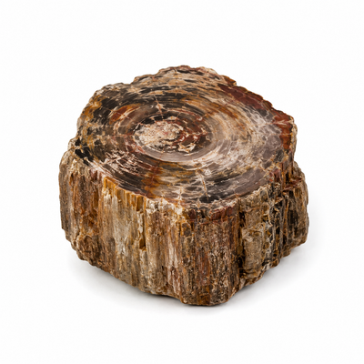 Petrified Wood