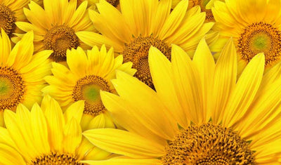 Solar Plexus Chakra