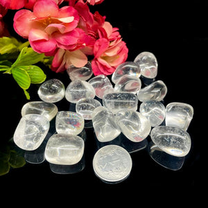 #size_x small (1 pc)