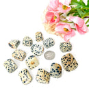 Dalmatian Jasper Tumble (Fun and Joy)