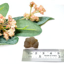 Panda Agate Mineral Specimen (Egypt)