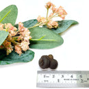 Panda Agate Mineral Specimen (Egypt)