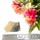 Petrified Palm Root Slice (Stability and Balance)