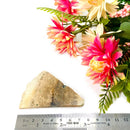 Petrified Palm Root Slice (Stability and Balance)