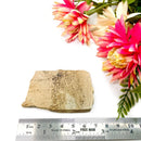 Petrified Palm Root Slice (Stability and Balance)