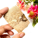 Petrified Palm Root Slice (Stability and Balance)