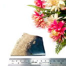 Petrified Palm Root Slice (Stability and Balance)