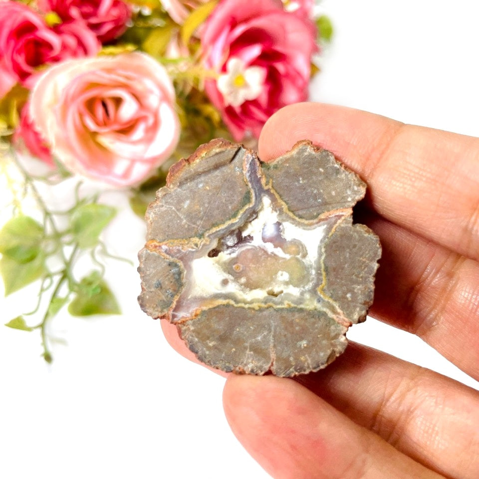 Priday Ranch Buy rare Priday Ranch Agate Slices | Talk to Crystals