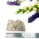 Wood Schalenblende Slice (Focus & Creativity)