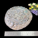 Abalone shell & White Shell