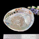 Abalone shell & White Shell