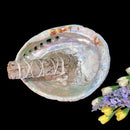 Abalone shell & White Shell