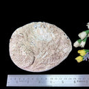 Abalone shell & White Shell