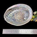 Abalone shell & White Shell