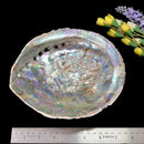 Abalone shell & White Shell