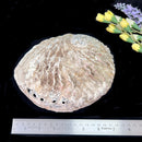 Abalone shell & White Shell