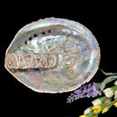 Abalone shell & White Shell