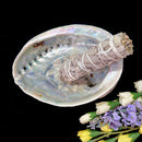 Abalone shell & White Shell