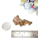 Bismuth Specimen (Transformation)