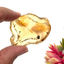 Botswana Agate Slice (Strength and Support)