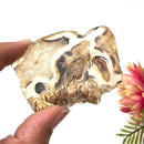 Botswana Agate Slice (Strength and Support)