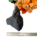 Elite Rough Black Tourmaline Medium Sized (Grounding & Protection)