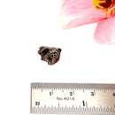 Meteorite Campo del Cielo