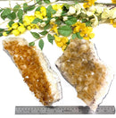 Citrine Cluster (For Career and Business)