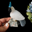 Crystal Cockatoo Birds from Peru