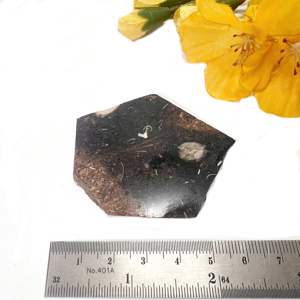 Collus Colus Turitella Slice (Transformation) Buy crystals online in India