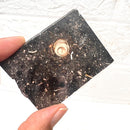 Colus Turitella Slice (Transformation)