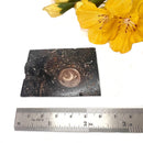 Colus Turitella Slice (Transformation)