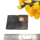 Colus Turitella Slice (Transformation)