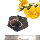 Colus Turitella Slice (Transformation)