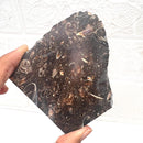 Colus Turitella Slice (Transformation)