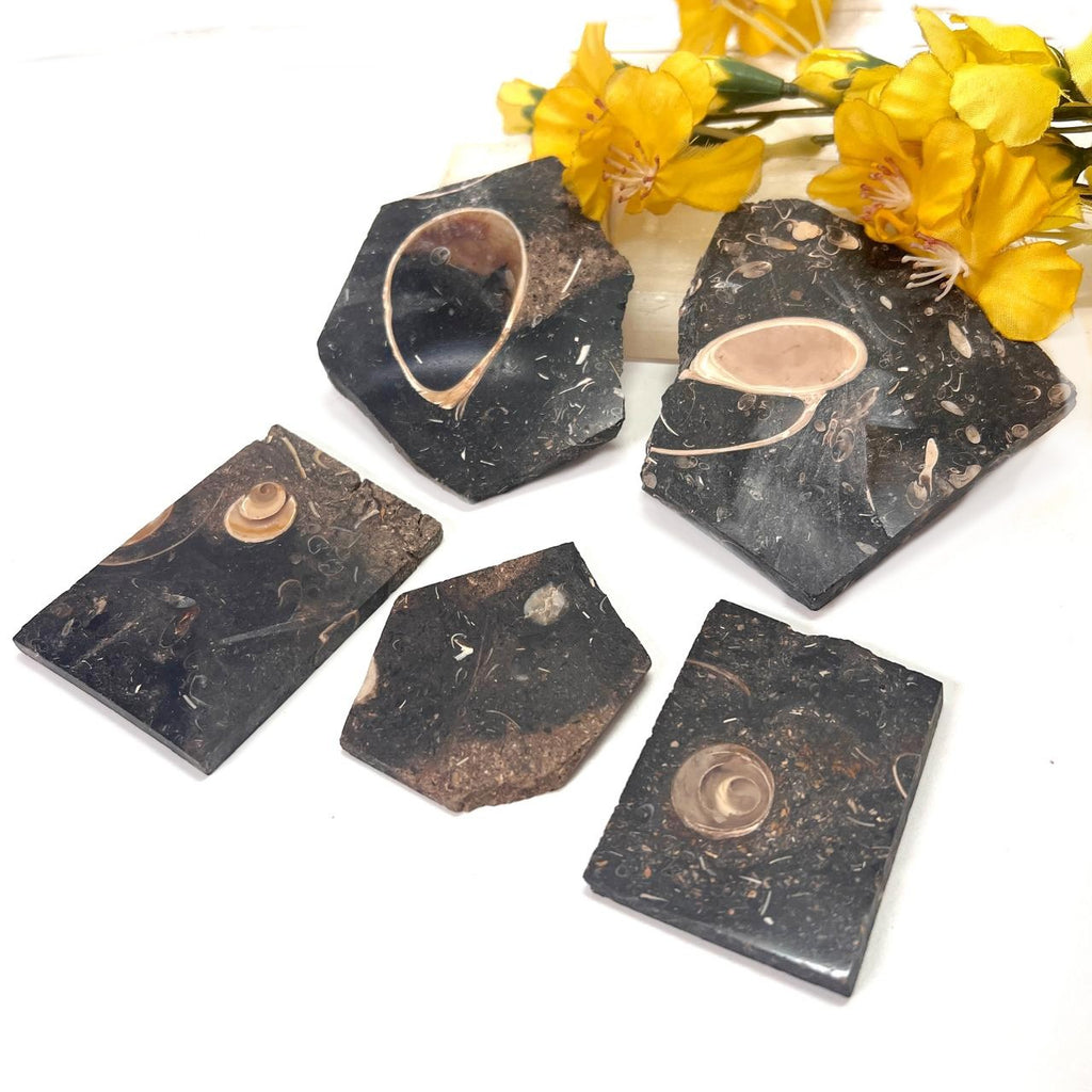 Collus Colus Turitella Slice (Transformation) Buy crystals online in India