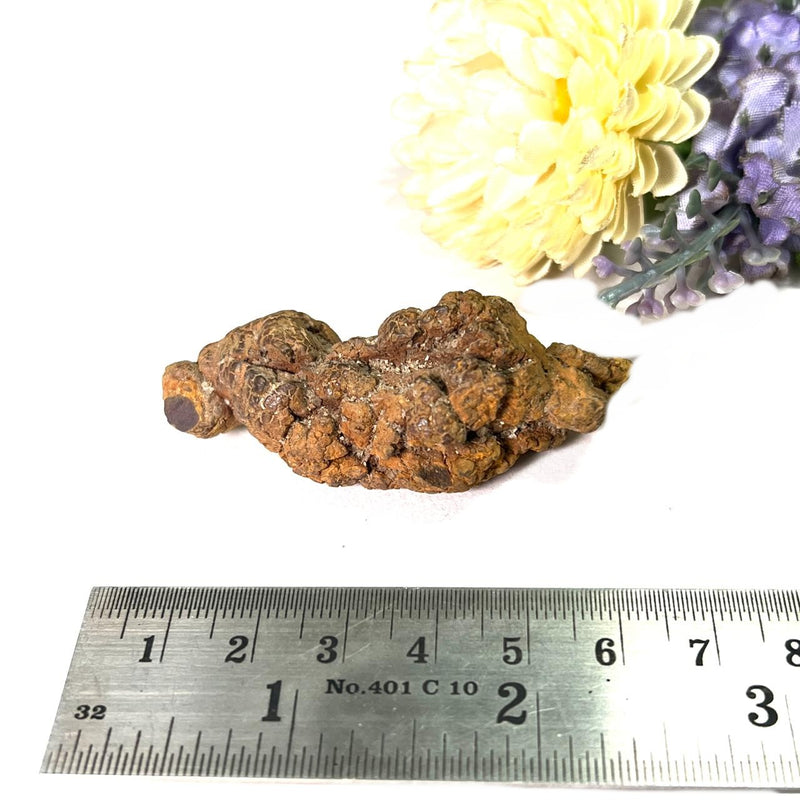 Coprolite Rough Specimen (Transformation)