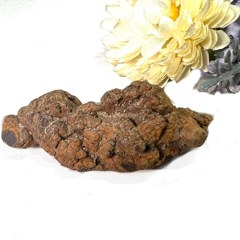 Coprolite Rough Specimen (Transformation)