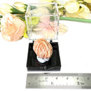 Desert Rose Mineral Specimen