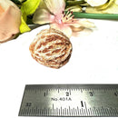 Desert Rose Mineral Specimen