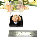 Desert Rose Mineral Specimen