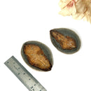 Glendonite - Calcite after Ikaite (Kola Peninsula, Russia)