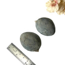 Glendonite - Calcite after Ikaite (Kola Peninsula, Russia)
