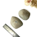 Glendonite - Calcite after Ikaite (Kola Peninsula, Russia)