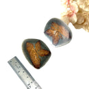 Glendonite - Calcite after Ikaite (Kola Peninsula, Russia)