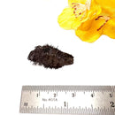 Lodestone (Grounding and Manifestation)