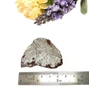 Muonionalusta Meteorite