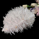 Needle Quartz Clusters from Colombia (Master Healers)